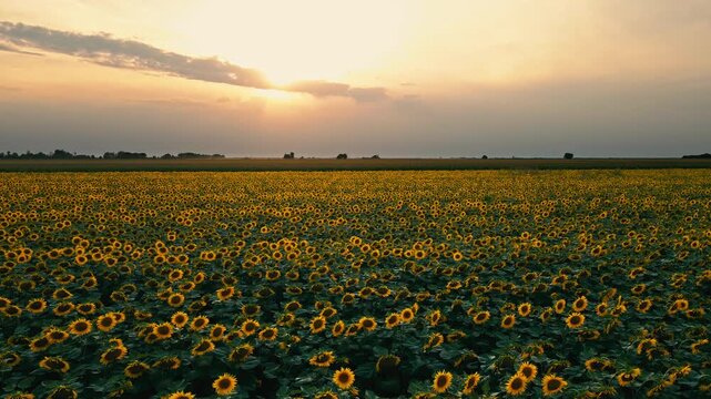 Golden Sunset Over Blooming Sunflower Field in Vojvodina Serbia