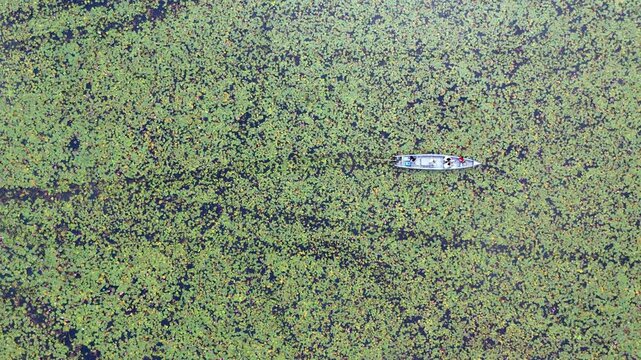 A breathtaking aerial drone view of the famous pink water lily fields of Malarikkal in Kottayam, Kerala, India. Vast wetlands and paddy fields are transformed into a vibrant carpet of blooming pink wa
