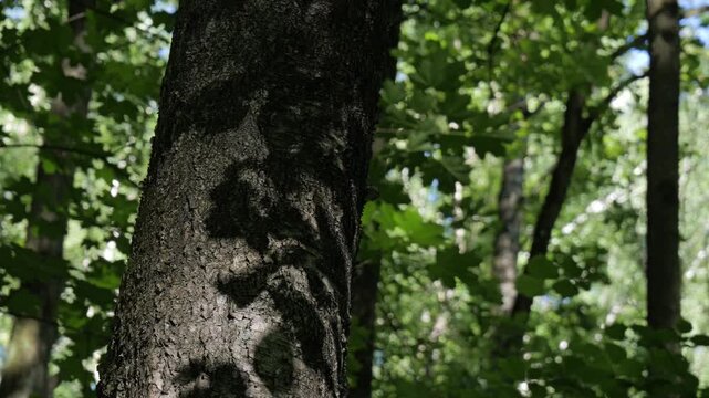 Shadows of tree branches on tree trunk in summer forest.