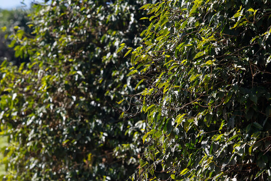 Productive coffee bush loaded with ripe red berries in the field