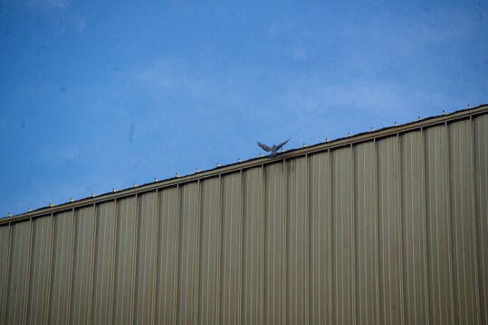 Bird Perched on Industrial Roof Under Sky