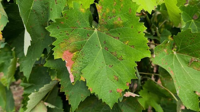 Grapevine leaves infected with downy mildew (Plasmopara viticola) showing yellow spots and dry brown lesions in a vineyard