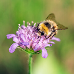Macro of Bumblebee Collecting Nectar from Purple Flower. © Stanislav