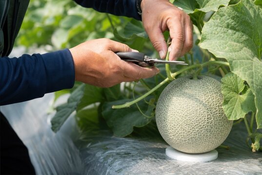 Farmer hands using shears to harvest ripe organic cantaloupe melon in greenhouse, professional agricultural worker cultivating fresh fruit, sustainable farming, healthy food production, close-up