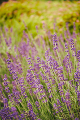 Obraz premium Lawenda wąskolistna, lekarska, wonna, Lavandula angustifolia