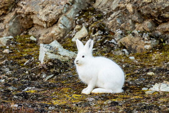 Arctic hare rests on rocky tundra blending with the terrain in Greenland