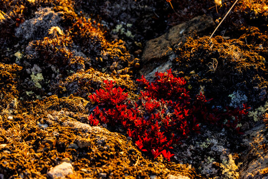 Vivid red Arctic plants grow among moss and stone under warm sunset light in Maria, Greenland