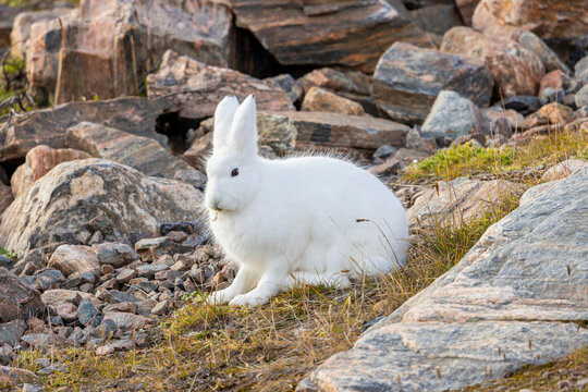 Arctic hare rests on rocky terrain with white fur blending into the cold landscape near Ittoqqortoormiit, Greenland