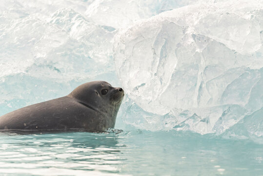 Seal swims near blue ice formation in clear water of the Arctic scene in Greenland