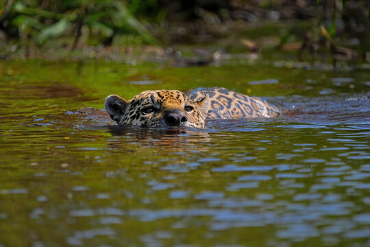 Jaguar swimming through water in Brazil during the day