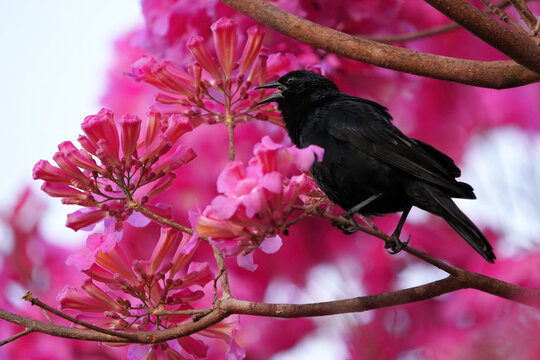 Shiny Cowbird resting on a branch among blooming flowers in Brazil during daytime