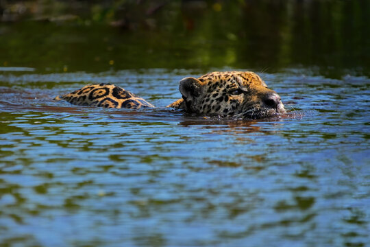 Jaguar swims in river in Brazil while hunting for fish in the water