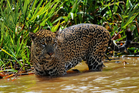 Jaguar hunting in shallow water among plants in Brazil