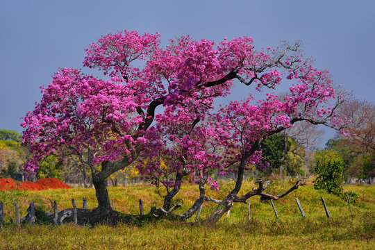 Pink Ipe tree blooms with vibrant flowers in Brazil during the dry season
