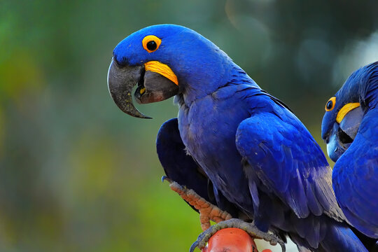 Hyacinth Macaw perched and feeding in Brazil during daylight hours