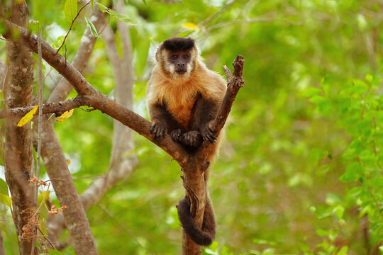 Hooded Capuchin monkey sits on a branch in a green forest in Brazil while looking around for food or companions