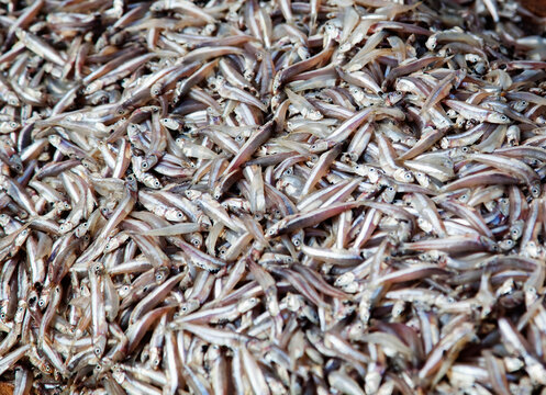 Small Mediterranean fish are displayed in a market for purchase in Sri Lanka during the morning hours