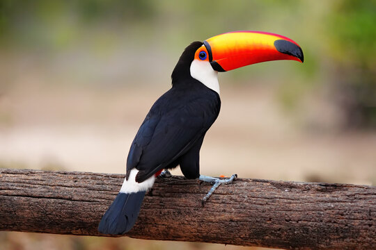Toco toucan perched on a log in a tropical setting in Brazil with bright orange bill and black feathers