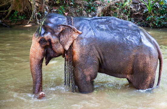 Elephant enjoys bathing in the river during a sunny day in Sri Lanka's natural landscape