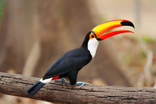 Toco toucan perches on a branch in the Brazilian forest during daylight