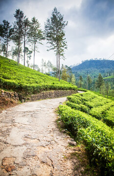 Tea plantation landscape in the highlands of Sri Lanka with a winding path through lush green fields
