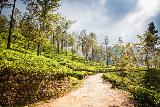 Tea plants grow on rolling hills in a highland landscape with pathways in Sri Lanka