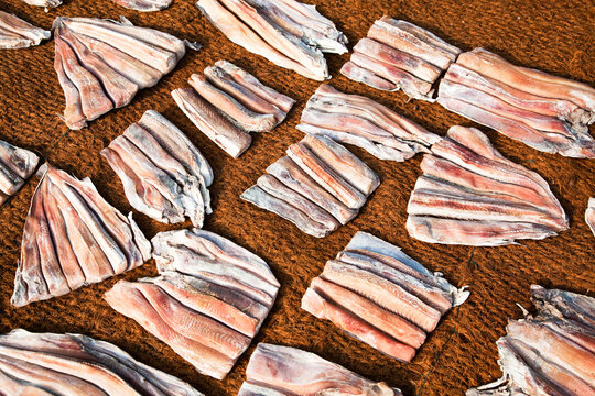 Fish drying on nets under sunlight on the beach in Sri Lanka