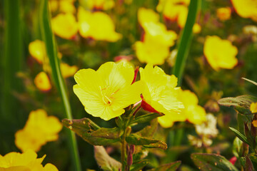 Wiesiołek, Oenothera L. © Marcin Łazarczyk
