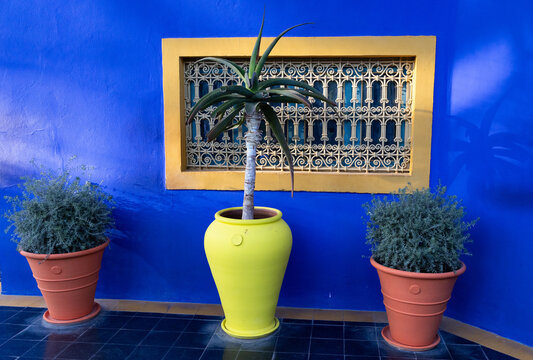 Tropical flowers in colorful pots against a bright blue background in Morocco with greenery and simple design