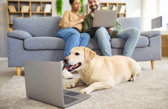 Dog with laptop and couple at home indoors. Pet retriever watches screen on carpet while owners relax on the sofa behind, showing lifestyle and connection. Playful tech meets cozy family life.
