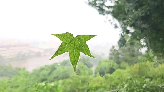 Green maple leaf stuck to rain covered window during typhoon while strong wind bends trees in the background. Heavy rainfall, tropical storm, extreme weather and resilient leaf clinging to wet glass