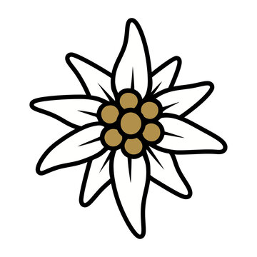 Vector Illustration of an Edelweiss Flower with Blooming Petals and Leaves, Separate Designs for Nature-Themed Decor, Botanical Art, and Spring and Summer Ornamental Icons