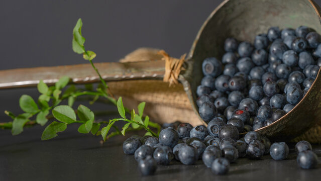  fresh Vaccinium myrtillus, wild blueberry blueberries in a old vintage soup ladle on a jute bag on a table