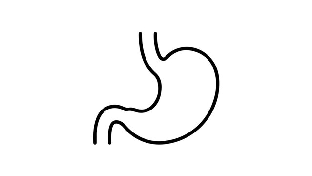 Simplified outline of stomach organ shown in anatomical diagram form for educational and medical reference materials.