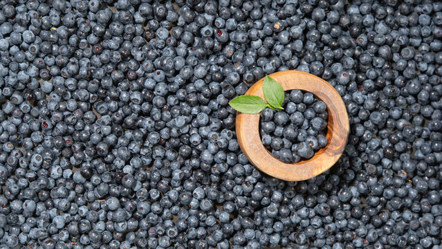 Food fruits photography - Wild blueberries (Vaccinium myrtillus) and blueberry leaves texture background