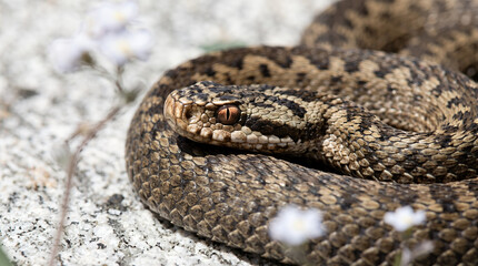Naklejka premium Snake resting on a rock surrounded by flowers in a natural landscape 
