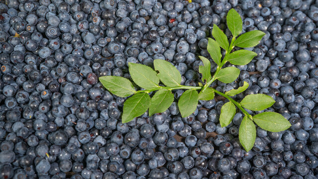 Food fruits photography - Wild blueberries (Vaccinium myrtillus) and blueberry leaves texture background