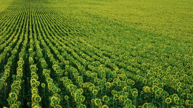 Rear view of a sunflower row facing away from the camera towards vast colorful agricultural fields under a blue sky.
