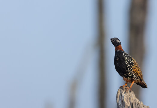 Black Francolin (Francolinus francolinus) male bird in the forest.