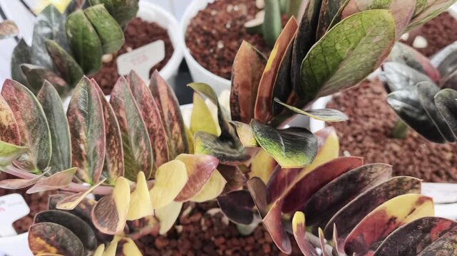 Rare Black Variegated ZZ Plant in Pot, Zamioculcas Zamiifolia Variegata, Tropical Houseplant Close Up Video