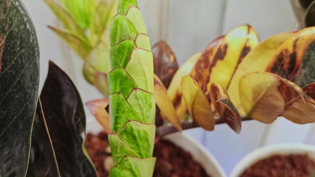 Rare Black Variegated ZZ Plant in Pot, Zamioculcas Zamiifolia Variegata, Tropical Houseplant Close Up Video