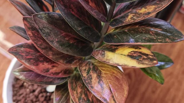 Rare Black Variegated ZZ Plant in Pot, Zamioculcas Zamiifolia Variegata, Tropical Houseplant Close Up Video