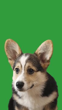 Welsh Corgi on green screen