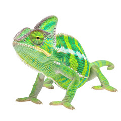 Green chameleon lizard with colorful scales and long tail © Insights
