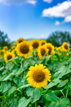 Sunflower field under a sunny sky in Sofia Bulgaria during the summer season showcasing vibrant blooms and greenery