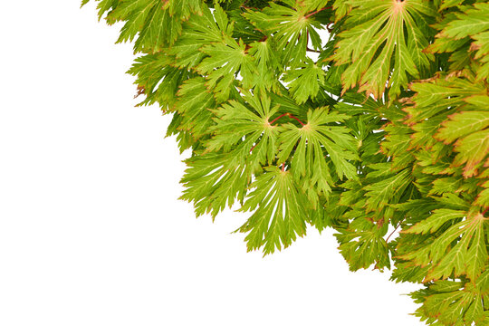 corner of green asian maple leaves isolated on white or transparent png