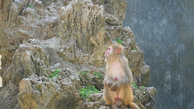a lonely monkey in the zoo in the afternoon