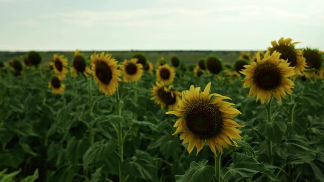 Close up shot of a beautiful blooming sunflower head with selective focus in a green field. Detailed texture of yellow petals and seeds.