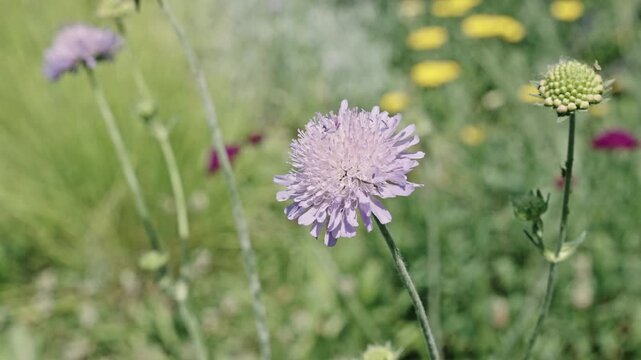 Scabious flower. Flowering nature closeup. Macro of flowering scabious plant. Purple exotic scabious flower. Natural flower plant. Flora nature. Bright blooming flower in nature