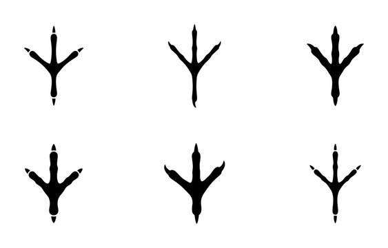 Set of six different black bird footprints on white background Vector